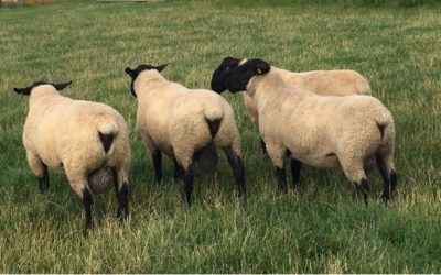 RAMS FOR SALE from BENTLEY FLOCK