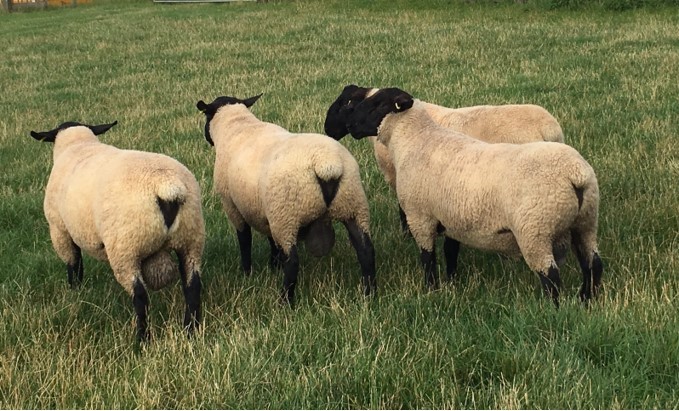 RAMS FOR SALE from BENTLEY FLOCK