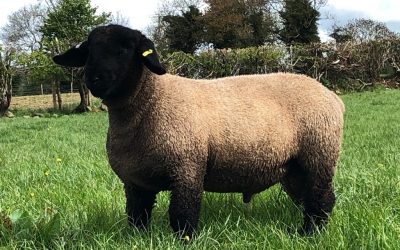 RAM LAMB FOR SALE from LIMESTONE FLOCK