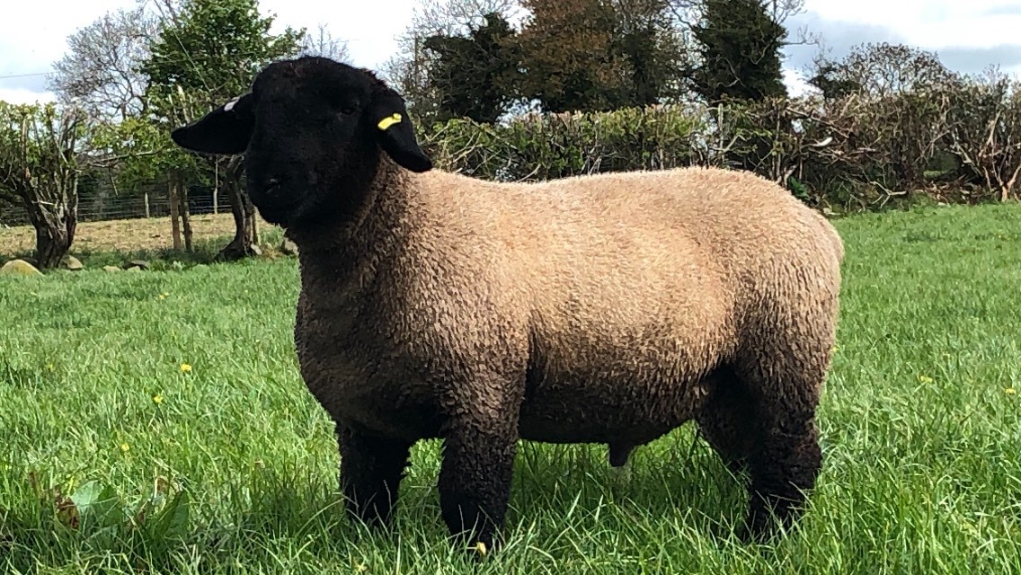 RAM LAMB FOR SALE from LIMESTONE FLOCK Suffolk Sheep Sales