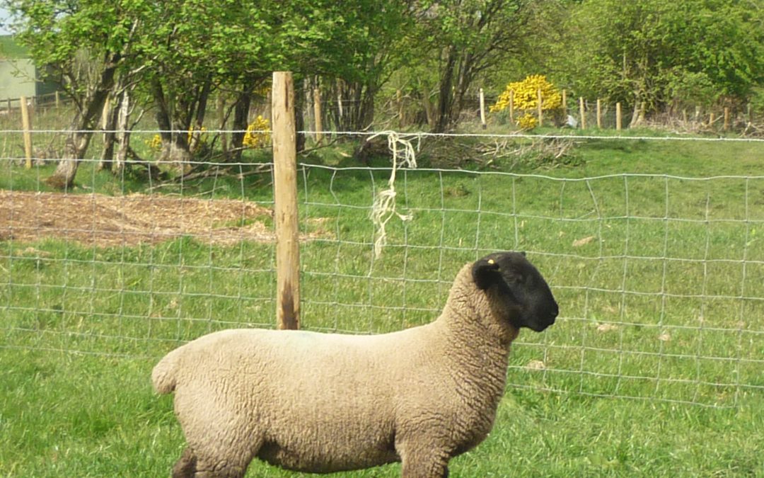 EWE LAMB FOR SALE from TEMPLERHYD FLOCK