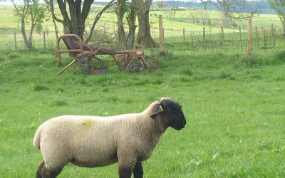 EWE LAMB FOR SALE from TEMPLERHYD FLOCK