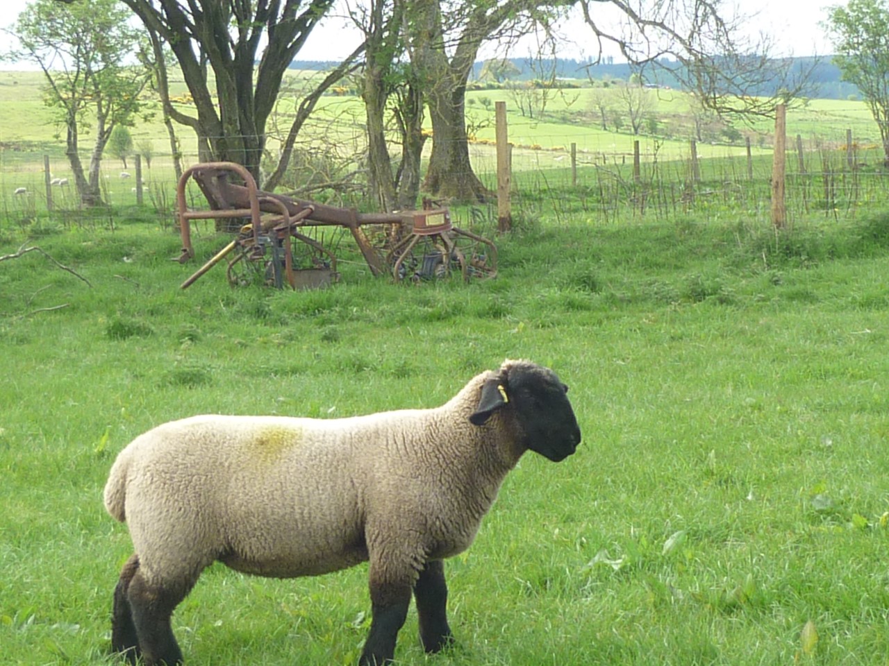 EWE LAMB FOR SALE from TEMPLERHYD FLOCK Suffolk Sheep Sales