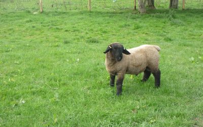 RAM LAMB FOR SALE from TEMPLERHYD FLOCK