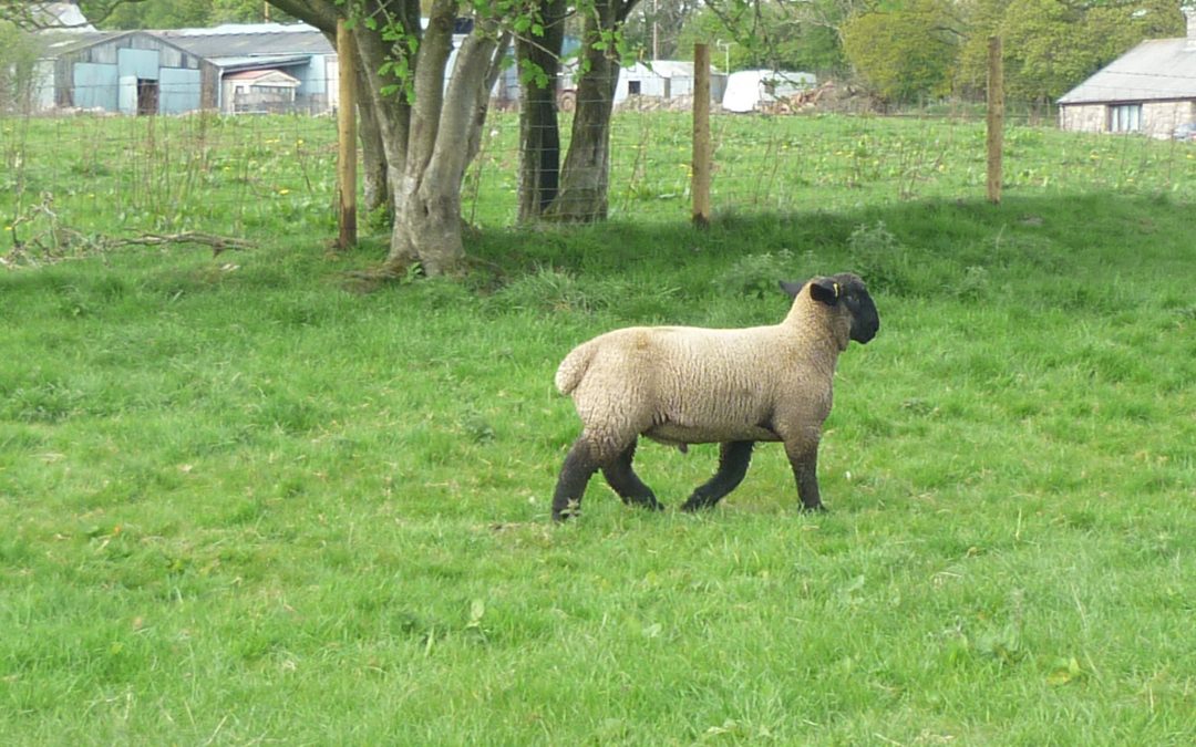 RAM LAMB FOR SALE from TEMPLERHYD FLOCK
