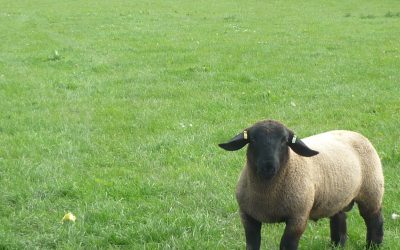 RAM LAMB FOR SALE from TEMPLERHYD FLOCK