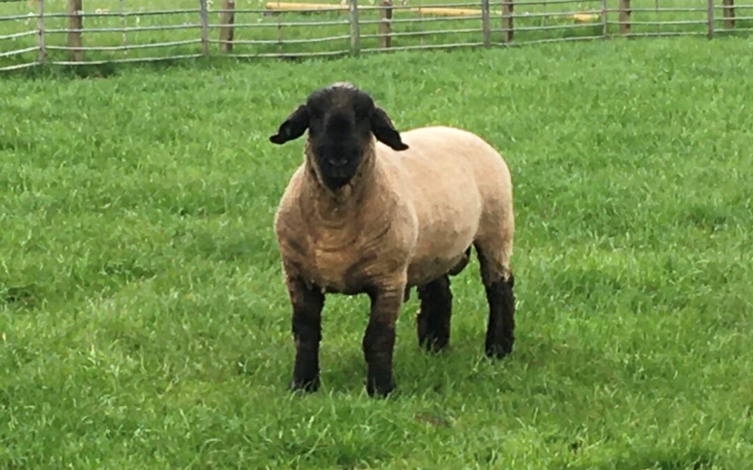 – SOLD – STOCK RAM FOR SALE from HOWEBURN FLOCK