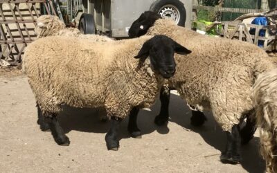 – SOLD – STOCK FOR SALE – Amberwell Flock