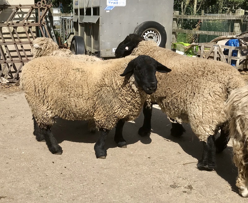 – SOLD – STOCK FOR SALE – Amberwell Flock
