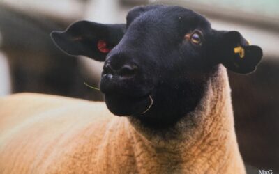 RAMS FOR SALE – Kexbeck Flock