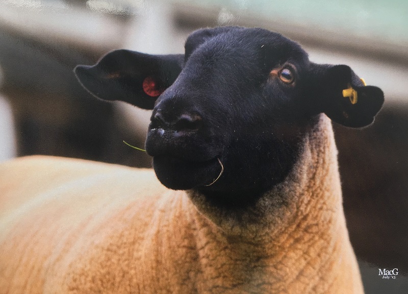 RAMS FOR SALE – Kexbeck Flock