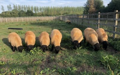RAMS FOR SALE – WHICHFORD FLOCK