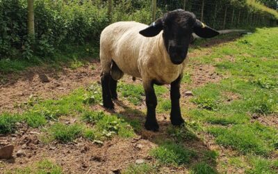 – SOLD – SHEARLING RAM FOR SALE from CASTLELOCH FLOCK