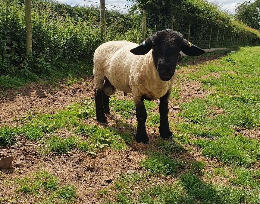 – SOLD – SHEARLING RAM FOR SALE from CASTLELOCH FLOCK