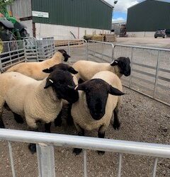 SHEARLING RAMS FOR SALE – Pinwall Flock