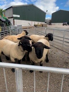 SHEARLING RAMS FOR SALE – Pinwall Flock